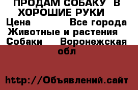 ПРОДАМ СОБАКУ  В ХОРОШИЕ РУКИ  › Цена ­ 4 000 - Все города Животные и растения » Собаки   . Воронежская обл.